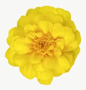 Yellow marigold flower, round PNG with transparent background, real photo cutout