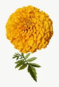 Yellow marigold flower, tall PNG with transparent background, real photo cutout