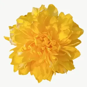Yellow marigold flower, close-up PNG with transparent background, real photo cutout