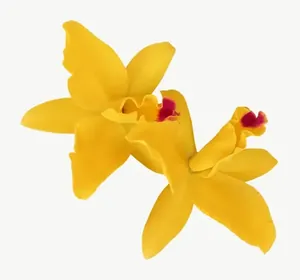 Yellow orchid flower, close-up PNG with transparent background, real photo cutout