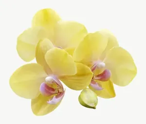 Yellow orchid flower, loosely framed PNG with transparent background, real photo cutout