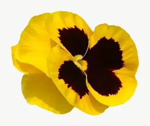 Yellow pansy flower PNG with transparent background, real photo cutout