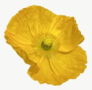 Yellow poppy flower PNG with transparent background, real photo cutout
