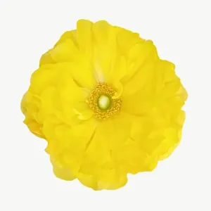 Yellow ranunculus flower PNG with transparent background, real photo cutout