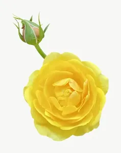 Yellow rose flower, tall PNG with transparent background, real photo cutout
