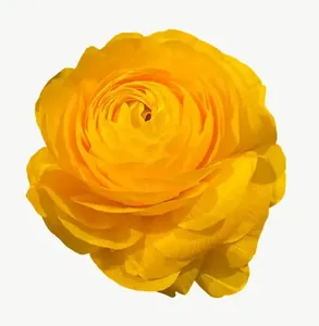 Yellow rose flower, round PNG with transparent background, real photo cutout