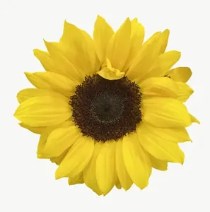 Yellow sunflower, close-up PNG with transparent background, real photo cutout