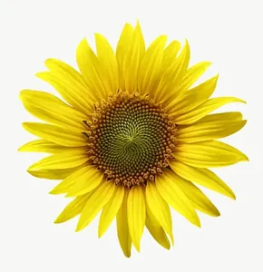 Yellow sunflower, loosely framed PNG with transparent background, real photo cutout