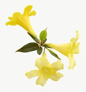 Yellow trumpet flower PNG with transparent background, real photo cutout