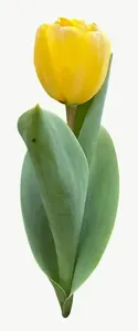 Yellow tulip flower, close-up PNG with transparent background, real photo cutout