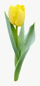 Yellow tulip flower, high bloom PNG with transparent background, real photo cutout