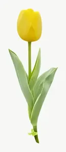 Yellow tulip flower, vivid PNG with transparent background, real photo cutout