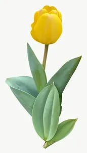 Yellow tulip flower, loosely framed PNG with transparent background, real photo cutout