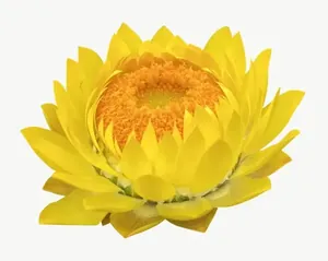 Yellow water lily flower PNG with transparent background, real photo cutout