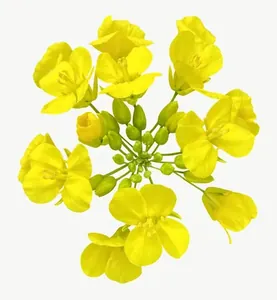 Yellow wildflower cluster, round PNG with transparent background, real photo cutout