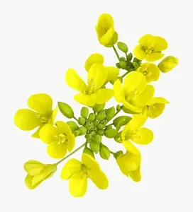 Yellow wildflower cluster, close-up PNG with transparent background, real photo cutout