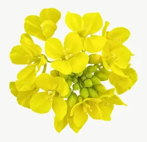 Yellow wildflower cluster, round, close-up PNG with transparent background, real photo cutout