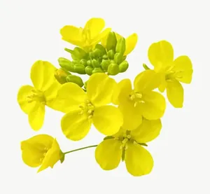 Yellow wildflower cluster, loosely framed PNG with transparent background, real photo cutout