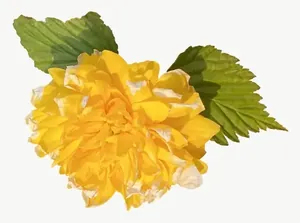 Yellow wildflower cluster, wide PNG with transparent background, real photo cutout