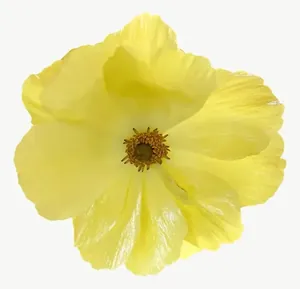 Yellow wildflower, round PNG with transparent background, real photo cutout