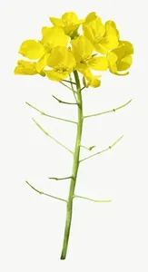 Yellow wildflower, tall PNG with transparent background, real photo cutout