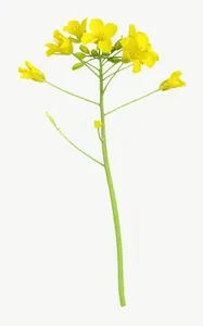 Yellow wildflower, tall, loosely framed PNG with transparent background, real photo cutout