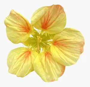 Yellow wildflower, round, close-up PNG with transparent background, real photo cutout