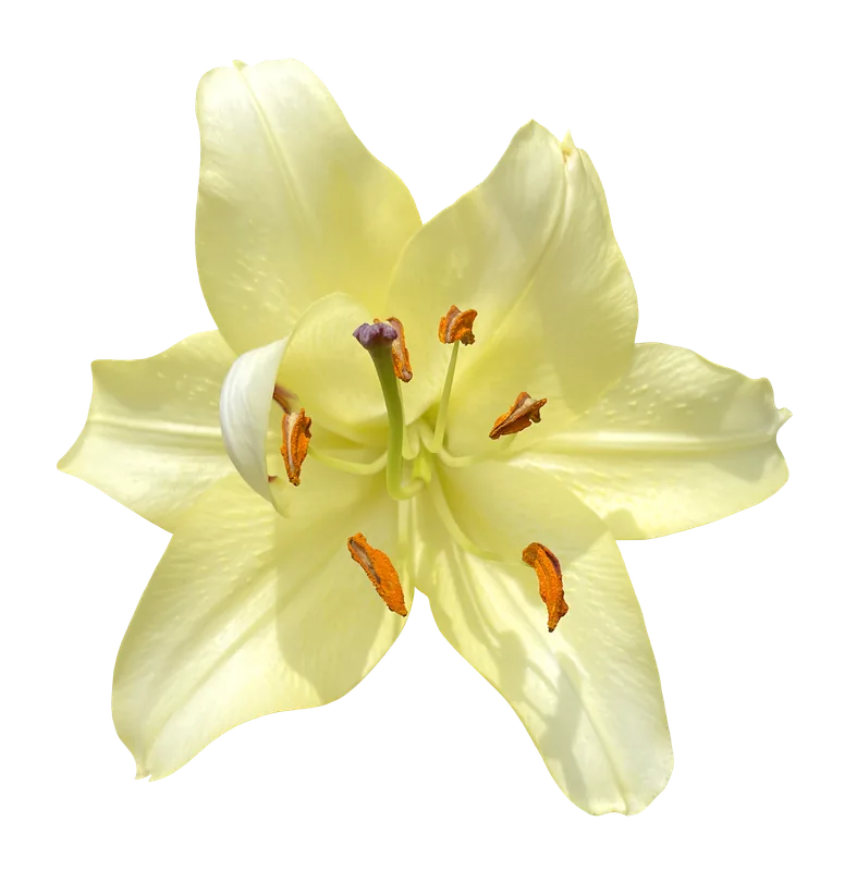 Cream lily flower PNG with transparent background, real photo cutout