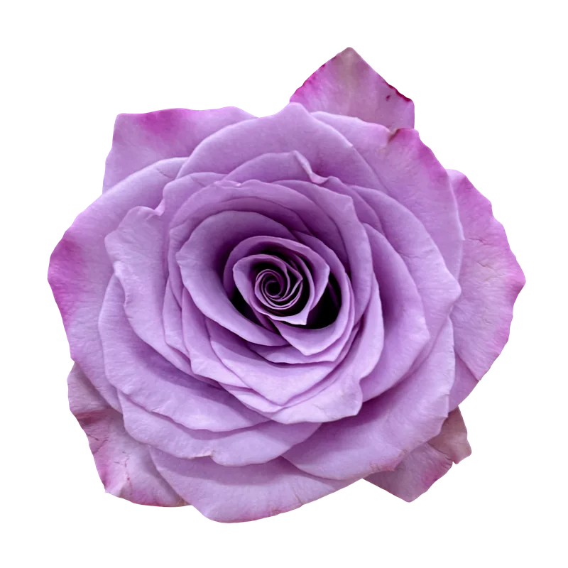 Lavender rose flower PNG with transparent background, real photo cutout