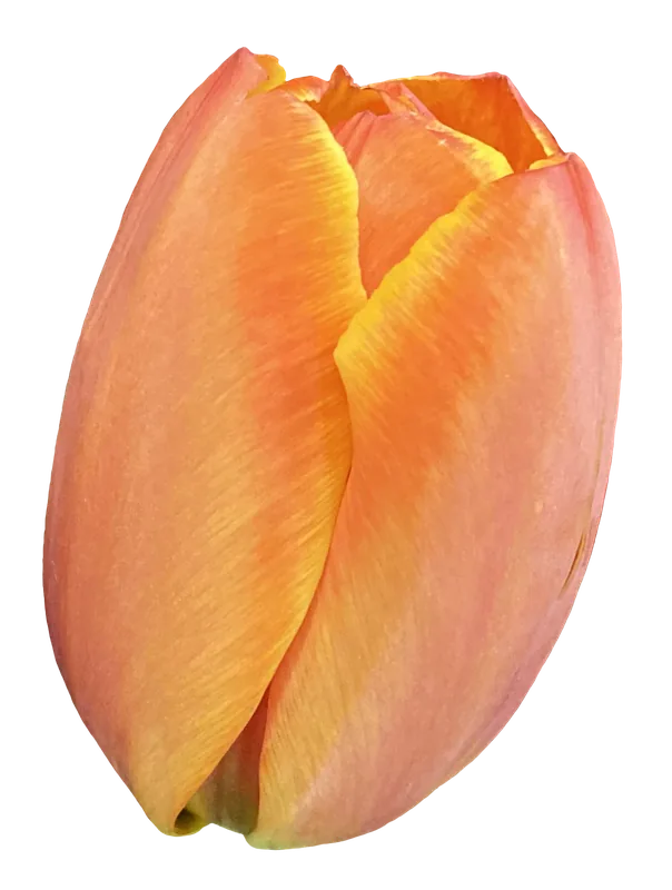 Peach tulip flower PNG with transparent background, real photo cutout