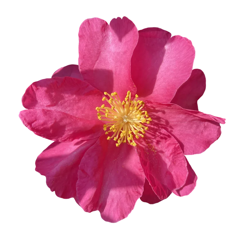 Pink camellia flower PNG with transparent background, real photo cutout