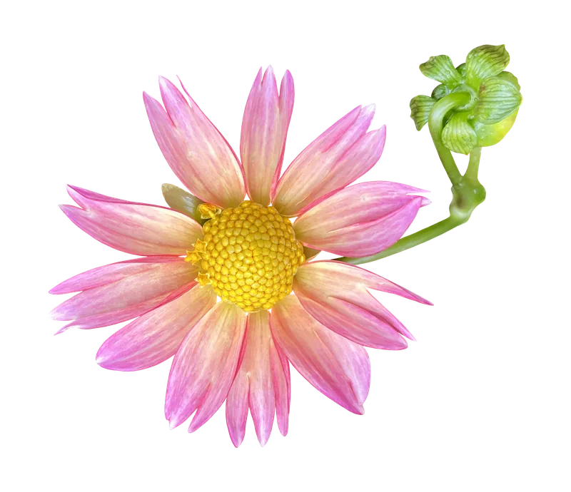 Pink dahlia flower PNG with transparent background, real photo cutout