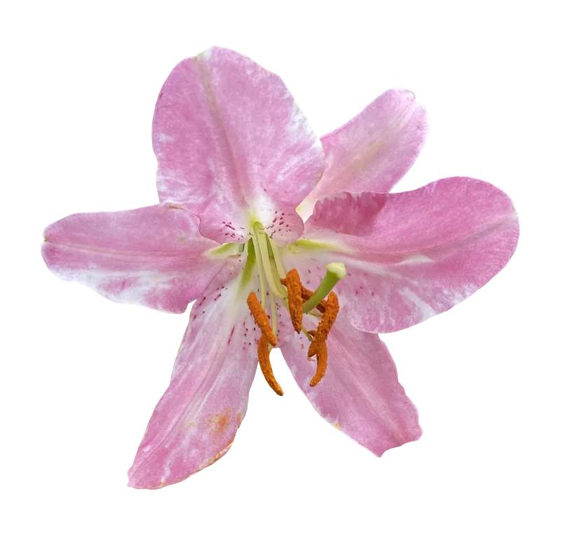 Pink lily flower PNG with transparent background, real photo cutout