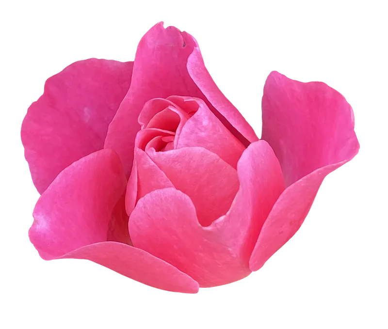 Pink rose flower PNG with transparent background, real photo cutout