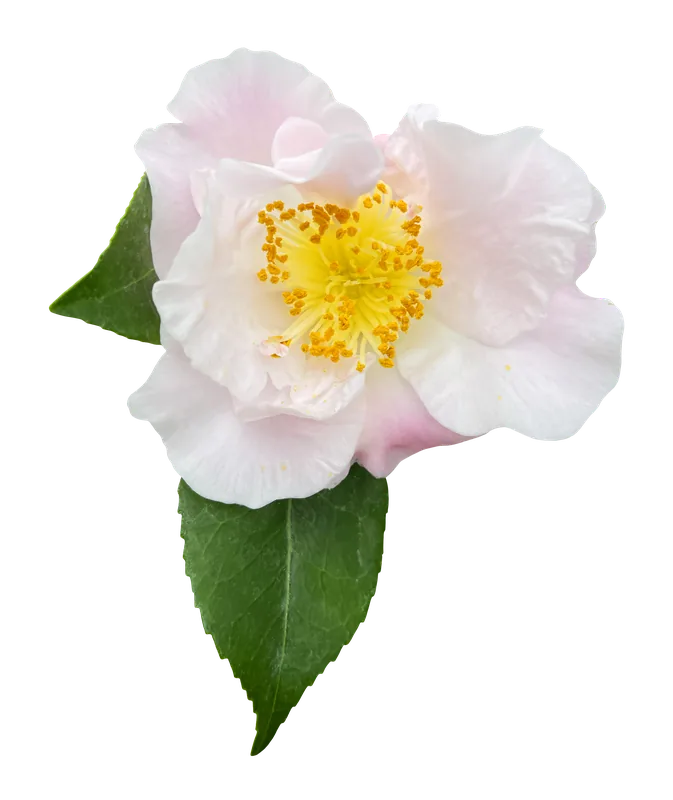 White camellia flower PNG with transparent background, real photo cutout