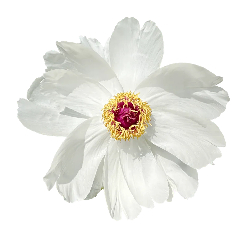 White cosmos flower PNG with transparent background, real photo cutout