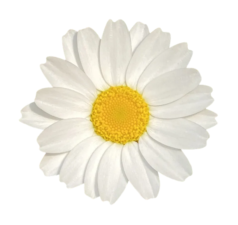 White daisy flower PNG with transparent background, real photo cutout
