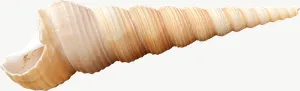 Auger seashell, left-facing PNG with transparent background, real photo cutout