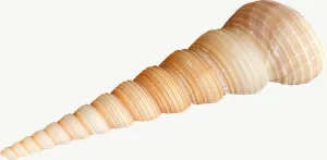 Auger seashell, right-facing PNG with transparent background, real photo cutout