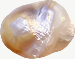 Blister pearl seashell PNG with transparent background, real photo cutout