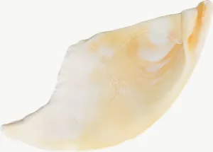 Broken white seashell PNG with transparent background, real photo cutout