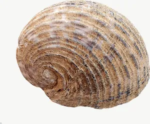 Brown cockle seashell PNG with transparent background, real photo cutout