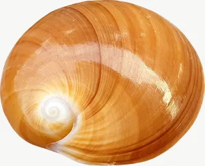 Brown moon snail seashell PNG with transparent background, real photo cutout