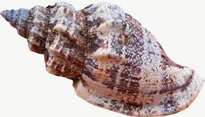 Brown whelk seashell, close-up PNG with transparent background, real photo cutout
