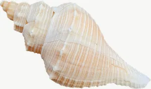 Brown whelk seashell, pale PNG with transparent background, real photo cutout