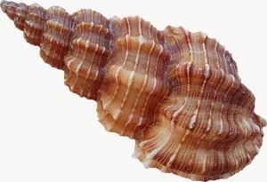 Brown whelk seashell, vivid PNG with transparent background, real photo cutout
