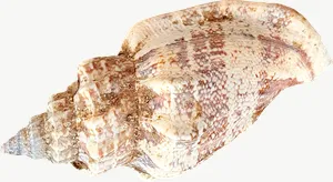 Brown whelk seashell, loosely framed PNG with transparent background, real photo cutout
