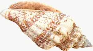 Brown whelk seashell, tall PNG with transparent background, real photo cutout