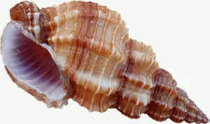 Brown whelk seashell, wide PNG with transparent background, real photo cutout