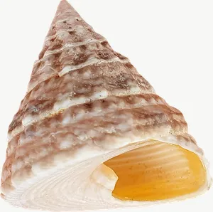 Cone seashell PNG with transparent background, real photo cutout
